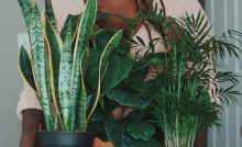 Snake Plant