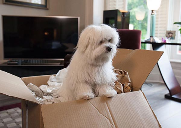 Useful Tips for a Safe Pet Relocation