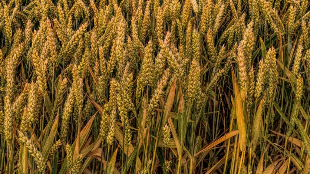 grains