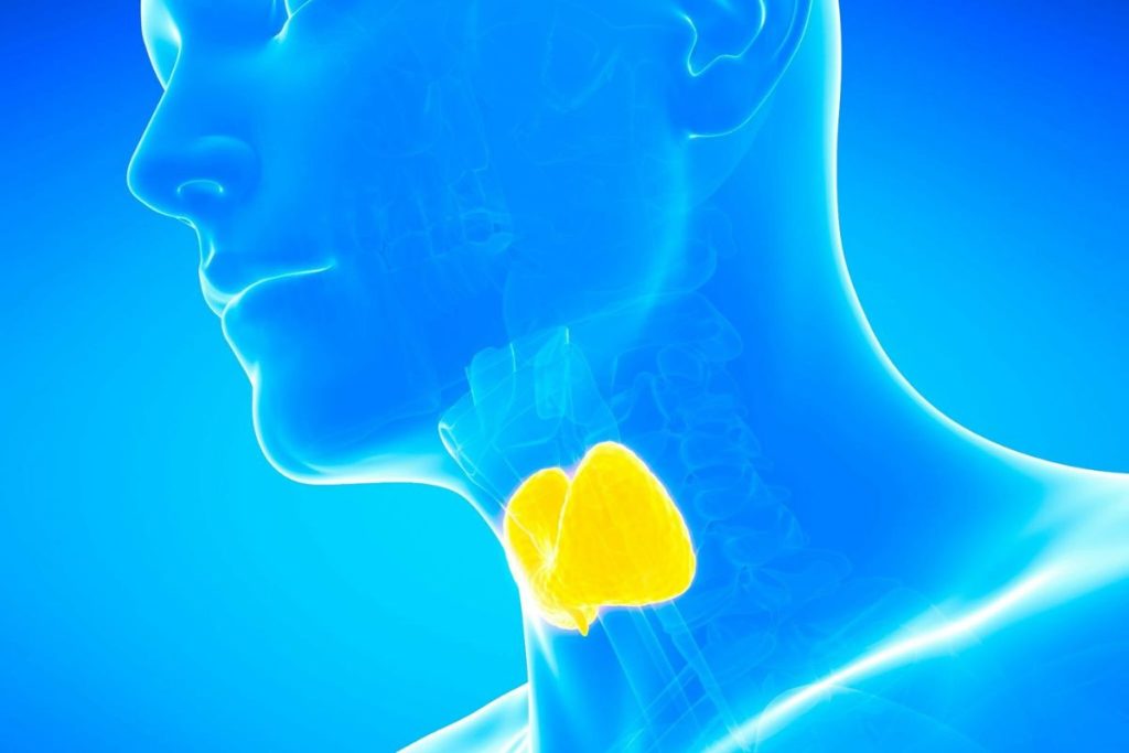 desiccated thyroid